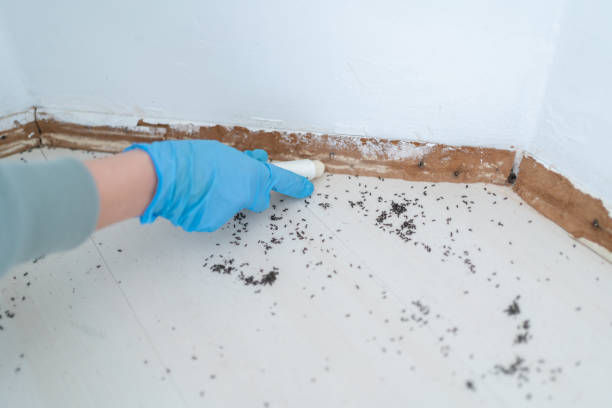 Real Estate Pest Inspections in Rheems, PA